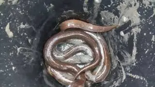 Amazing Big Eel Fish Catching by Hand ! Best eel Fishing Video 2019
