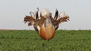 voir les grandes outardes a villafafila