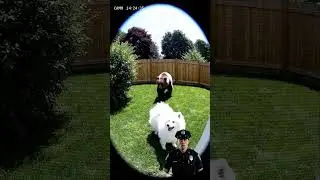 Animal Rescue: Racoon Saved Dog!