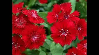 Dianthus symbolize Feelings of Love