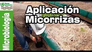 Cómo realizar un CORRECTO TRASPLANTE de LECHUGAS 🥬🥬