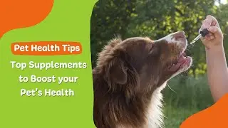 Top Supplements To Give Your Pet