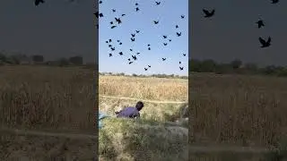 Farming hunting game for birds 🐦&zwj;⬛🔥😱#humor #birdshunting #shorts