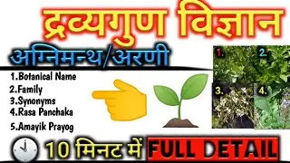 Agnimanth/Arni Plant Detail || Dravyaguna Vigyaan || BAMS 2nd Year