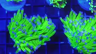 Reef Lounge - Norco, CA: Fish Store Tour / Update