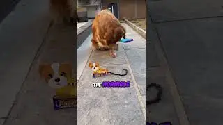 Dog loves fireworks!