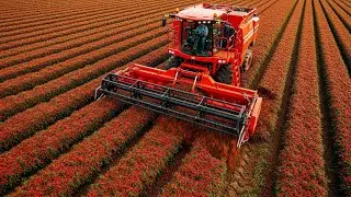 Inside the chili powder factory the entire process of harvesting and processing chili powder product