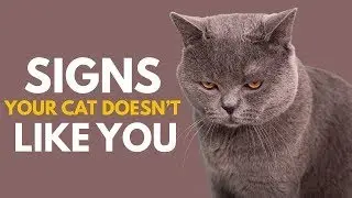 Unlocking the Feline Mind: Cat Whisperer Tips!