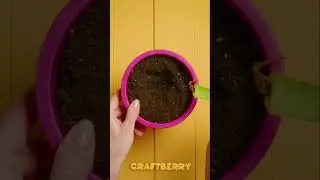 Growing tips 🌱 #craftberry #diyprojects #plants #growingtips #growthhacking #homeplants