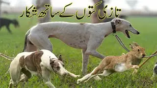 New Hare Hunting 2025 / Khargosh Ka Shikar 2025 ⁨@ExplorePotohar⁩