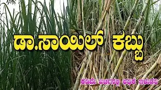 ಸಾವಯವದಲ್ಲಿ ಉತ್ಕೃಷ್ಟ ಕಬ್ಬು ಬೆಳೆಯಬೇಕೆ?|Number-1 Sugarcane Crop|Fully Organic Dr.Soil Sugarcane special