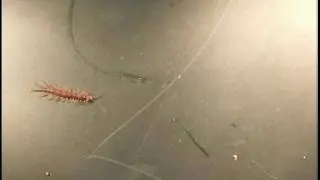 Centipede (Chilopoda) Locomotion