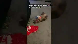 My cat opens a Christmas present biy her self 🐈😍🥰#animals #cat #cats #Christmas #funny #cute