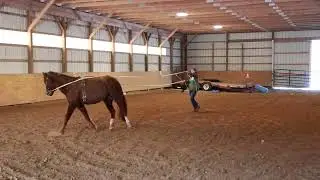 Aster OCF Twilight Teah | 2023 Morgan Filly (6)