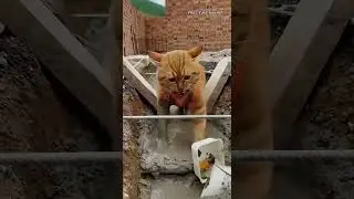 Two funny cats #thaytaichannel #funny #troll  #cat #aivideo