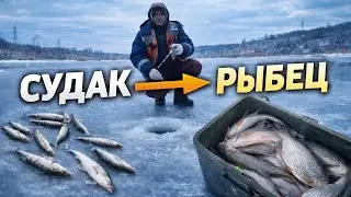 Судак пен Рыбец бір күнде | Цикадамен балық аулау (15&ndash;20 г)