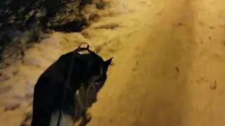 East European Shepherd on night Patrol