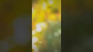 Malka Malka Odia Song💕 Whatsapp Status💕‼️O baby Odia Song Whatsapp Status💕‼️#Shorts‼️Sunilofficial2k