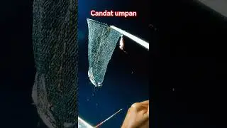 CANDAT UMPAN BUAT TAMBAH2 HASIL... #candatsotong #candatumpan #shorts