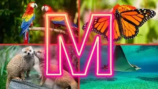 M Letter Animals And Birds | English Learning Video For Kids | Animals And Birds Name With Pictures 