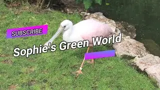 In Search of Food with the Roseate Spoonbill!