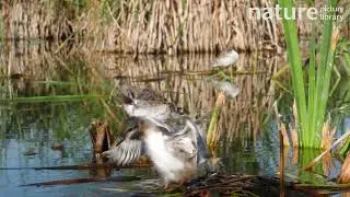 Whiskered tern fledglings, one exercises it's wings in preparation for flight, Spain.