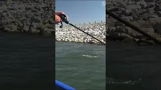 There is nothing more important than a quality net! Check out this nice bass! 🎥: @socalcrusher