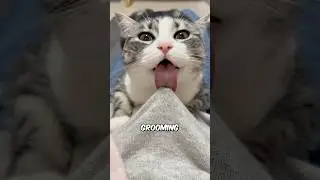Why Cats Lick You 👅