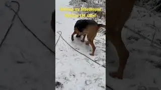 Walking my bloodhound Wyatt in the snow! #shorts
