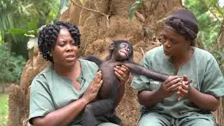 Baby Bonobo