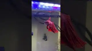 Betta struggling to eat food