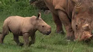 Baby Rhinos at the North Carolina Zoo!