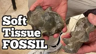 Soft Tissue FOSSIL Clam - Rapid Formation - Noah's Flood