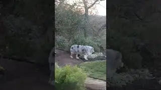 Lola&rsquo;s bone