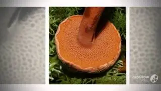 Chalciporus - fungi kingdom
