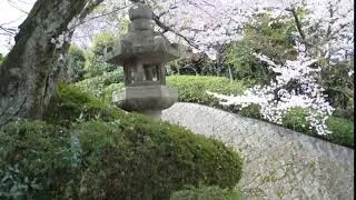 Falling Cherry Blossom Petals