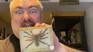 Antique shop stock for Halloween ideas. Taxidermy and bugs