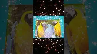 Papagali colorați transformați &icirc;n tablou ! Arată genial &icirc;n ramă! #shorts #puzzle #familytime 🦜🧡🌟🧡🦜