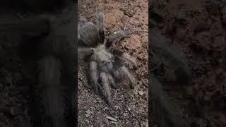 Mesmerizing Desert Blonde Tarantula 🕷️🌵