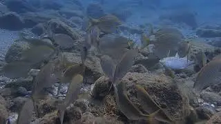 Buceando con un grupo de salpas