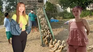 The journey of a truck driver carrying 4,000 ducks to another field