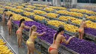 Inside an industrial-scale factory producing eggplants, bananas, and pineapples &mdash; millions of tons