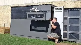 Loft Fly For My Young Birds  Training Pigeons