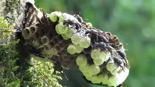 Biodiversity of Fakim, Kiphire district, Nagaland