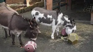 Miniature donkeys can't pick Super Bowl winner