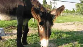 BEAU and BRIGETTE-BAUDET DU POITOU DONKEYS-