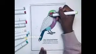 Wings Of the wild world coloring book@ColoringWorldHub 