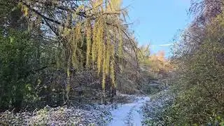 A WINTERS WALK AROUND LYNEMOUTH DENE AFTER IT HAD BEEN SNOWING 