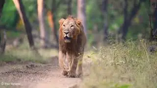gir lion roaring