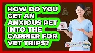How Do You Get An Anxious Pet Into The Carrier For Vet Trips? - Ask A Pet Vet